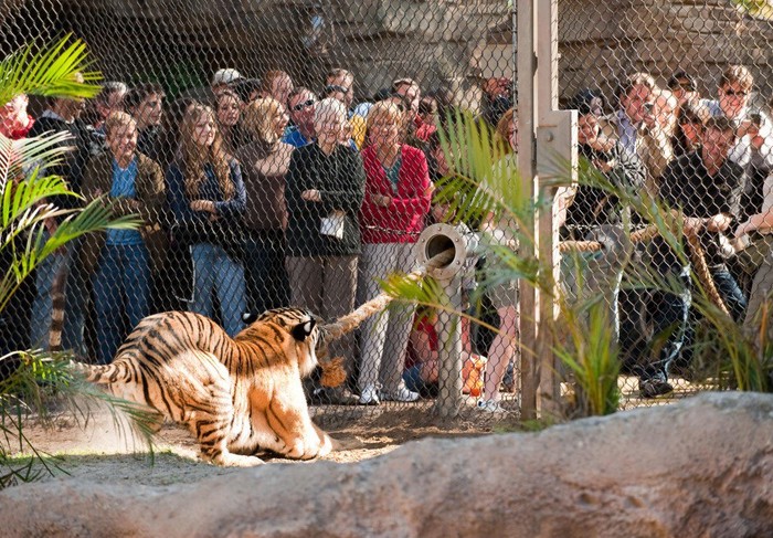ZOO u kojem možeš odmjeriti snage s pravim tigrom