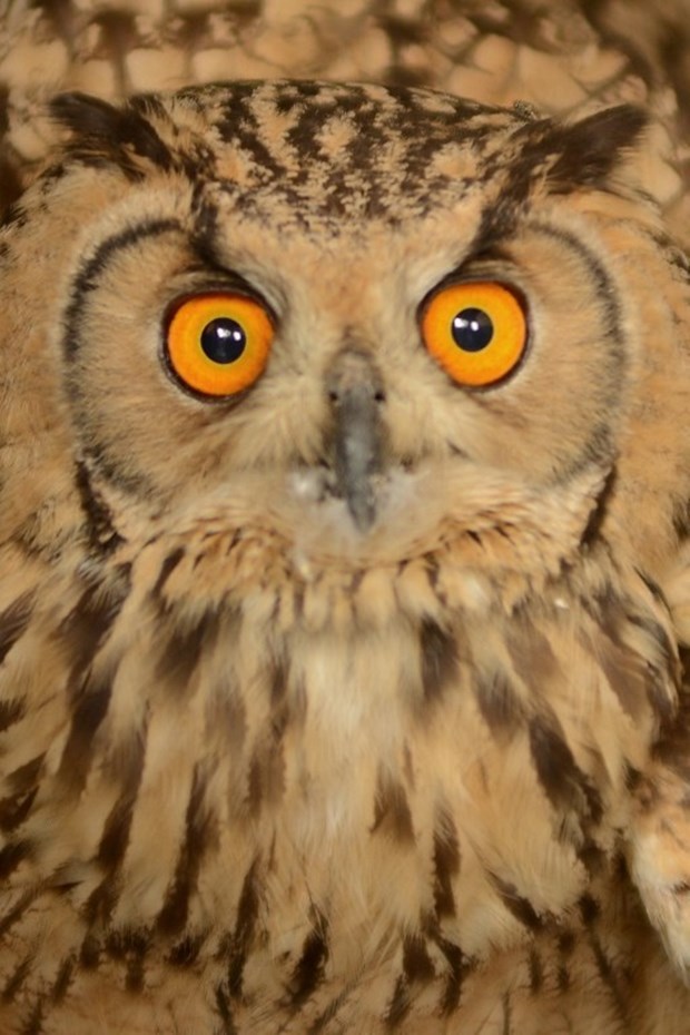 Sovi rekli da mora biti smrtno ozbiljna, pozira za putovnicu