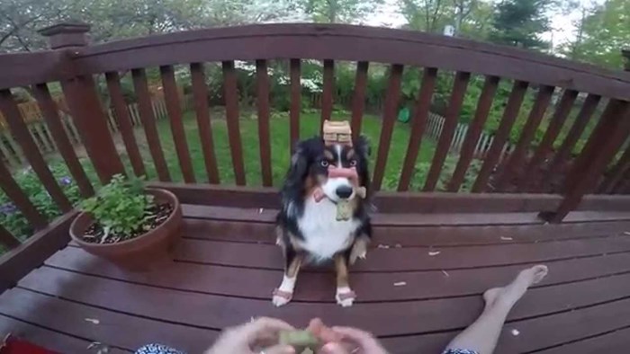VIDEO: Beskajno strpljivi pas otrpio sve ljudske smicalice - za keksić!