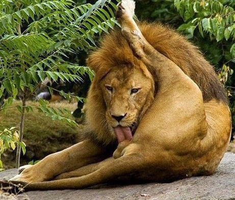 Lako cijeli dan hladit jaja kad si kralj džungle