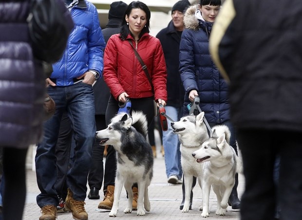 Prekrasni haskiji prošetali centrom Zagreba