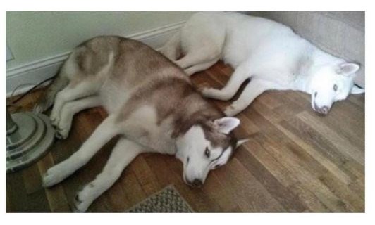 Ovaj pas izgleda kao da doživljava astralnu projekciju