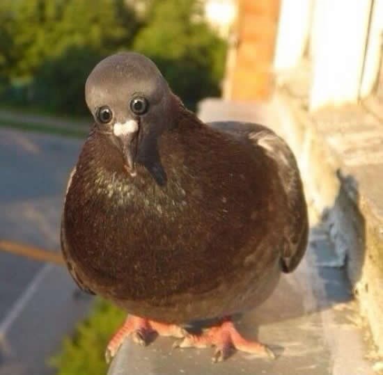 Kad bi golubovi imali oči sprijeda