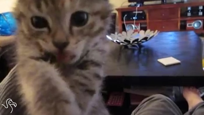 VIDEO: Mačke koje žive za tvoj slom živaca