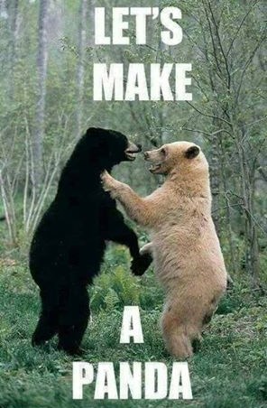 Ovako su nastale pande