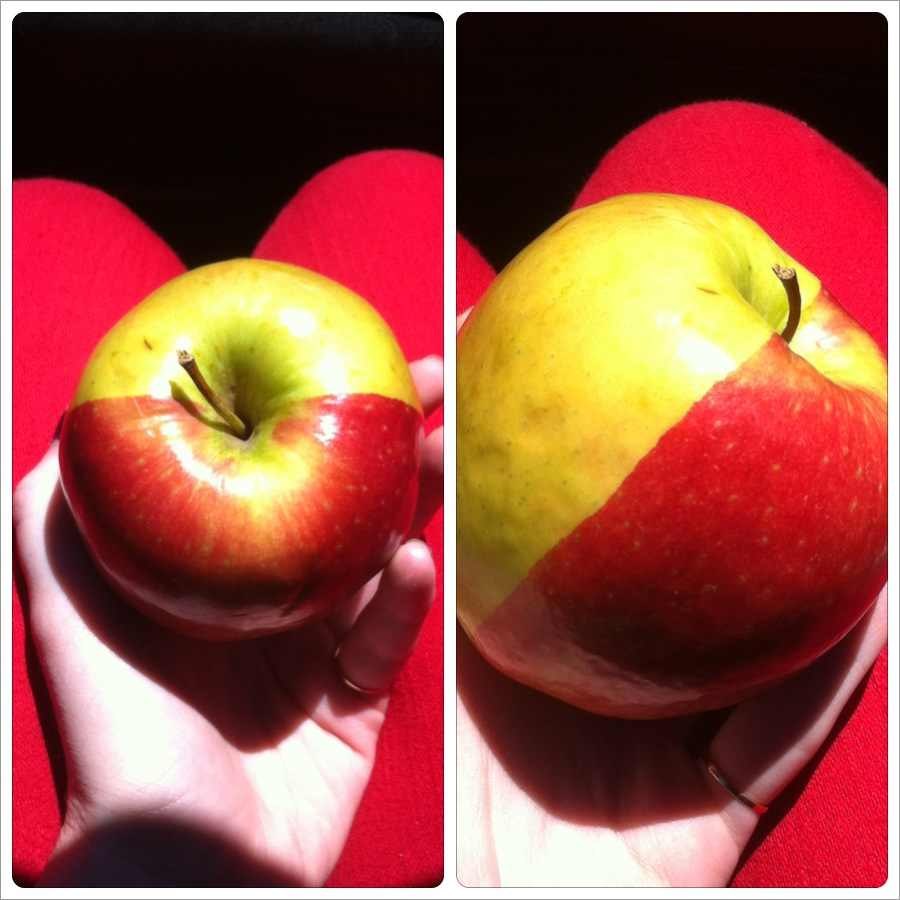 "Frankenstein" jabuka napol zelena, napol crvena