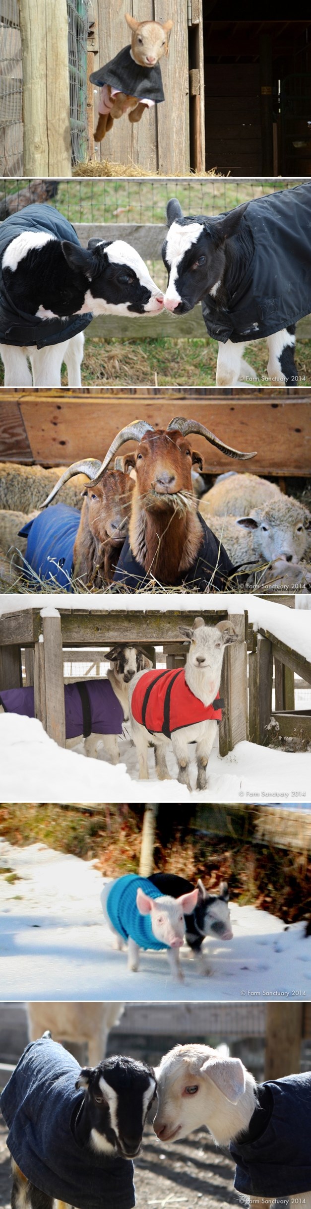 Galerija: Nema zime za papak i vime - životinjski kaputići