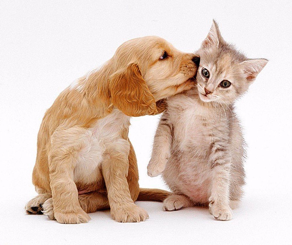 Kakvi neprijatelji, to samo u crtiću