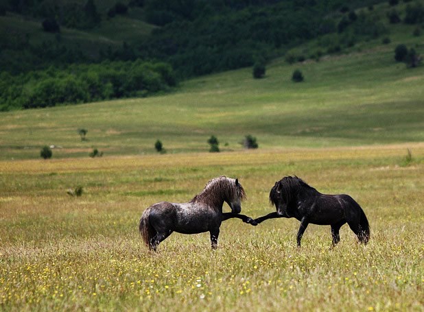 Ma di si, buraz, pa daj pet, e!