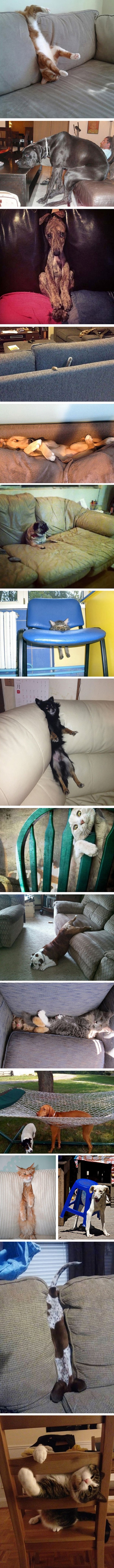 Galerija: Mace i psi osvajaju namještaj