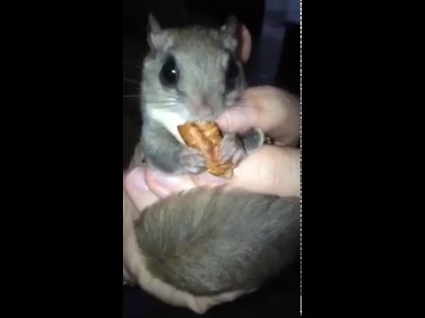 HIT VIDEO: Ovaj čovjek je odlučio spasiti život bebe životinje i ne znajući kako da se brine o njoj