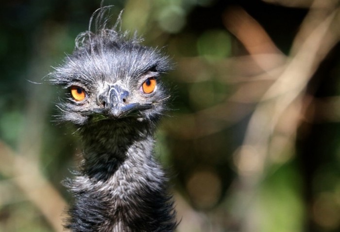 Emu zaključio da mu je loš dan za fotkanje