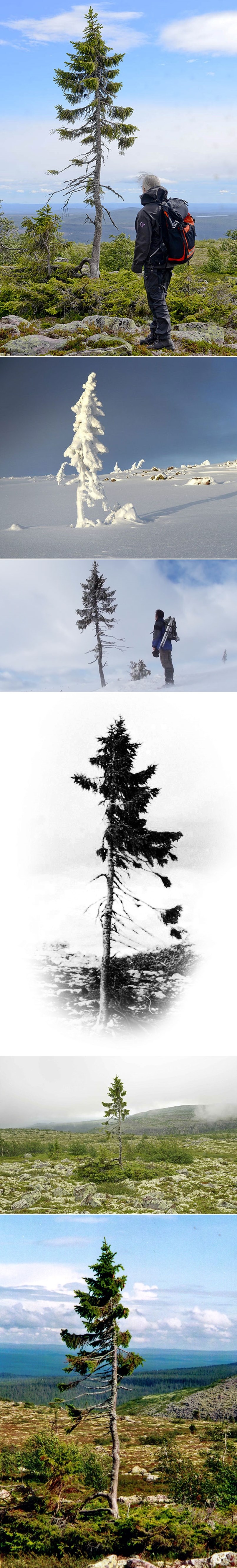 Najstarije stablo na svijetu ima suludih 9500 godina!