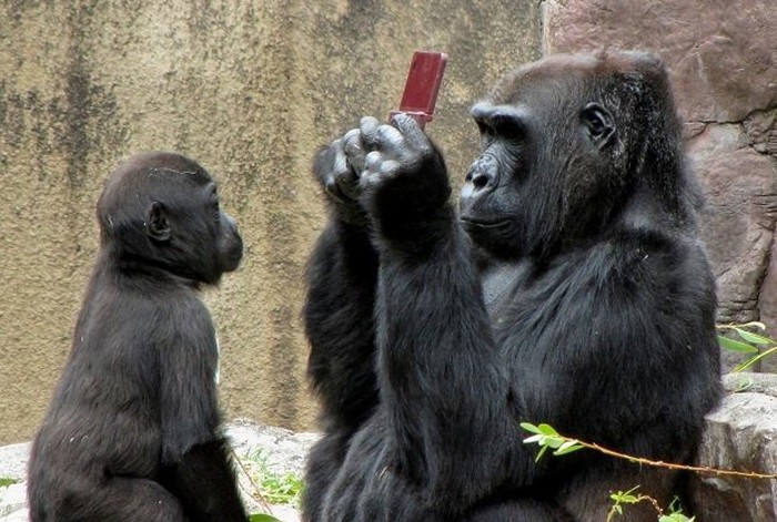 Klincu ispao mob dok je fotkao, gorila odmah skužio foru