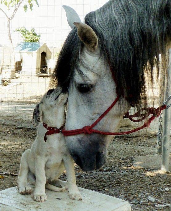 E, moj pes, radim ko konj, a samnom se nitko ne igra