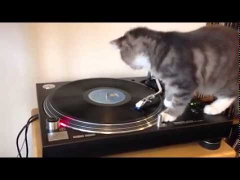 VIDEO: Dame i gospodo - mačke