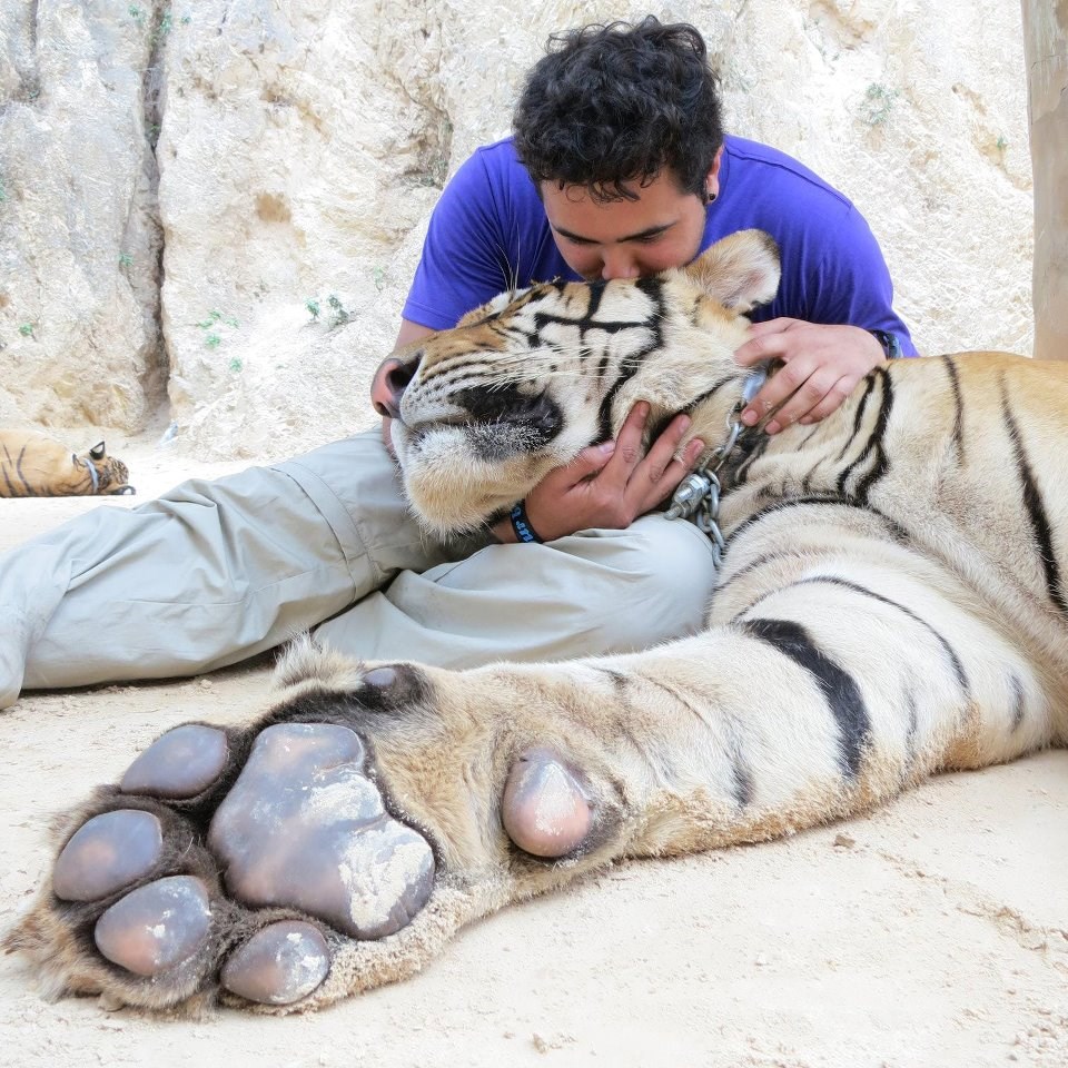 Lako ljubit tigra dok je drogiran i u okovima :(