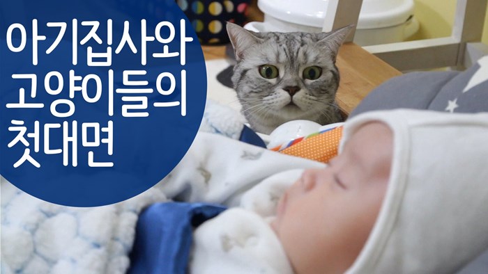 Pet maca upoznaje bebu: "Možda grize, je li opasan!?"