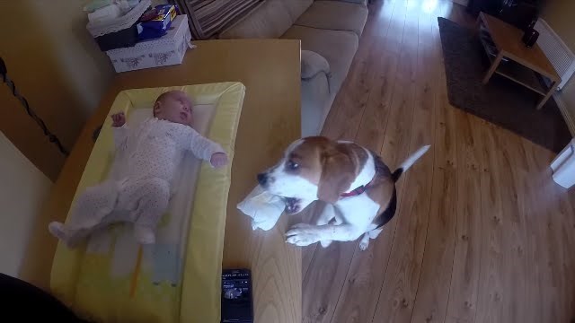 Pas pomaže pri mijenjanju pelene