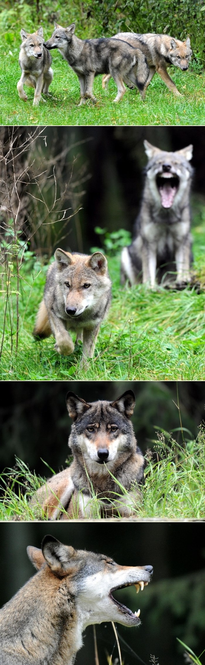 Prekrasni vukovi uživaju u igri