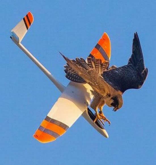 Nećeš, razbojniče!