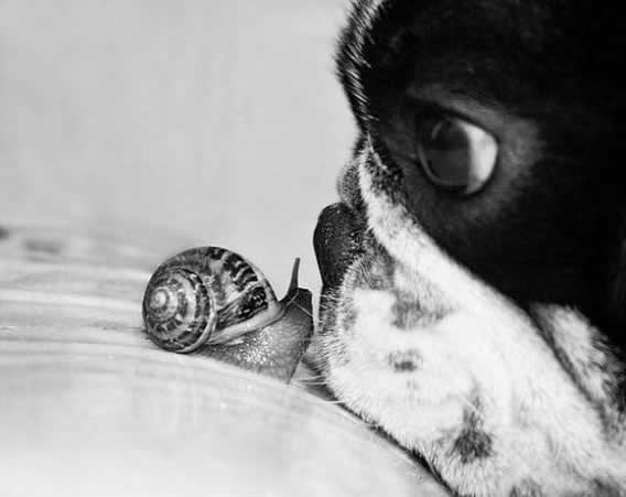 Puž muž, pusti roge van! Juhuuu!