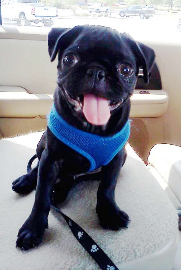 Baxter - veseli mops