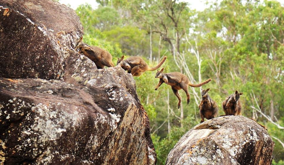Klokani skakuću hop-hop-hop