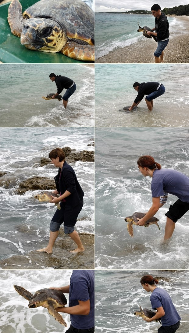 Kornjačice ozdravile pa radosno otplivale u morske dubine