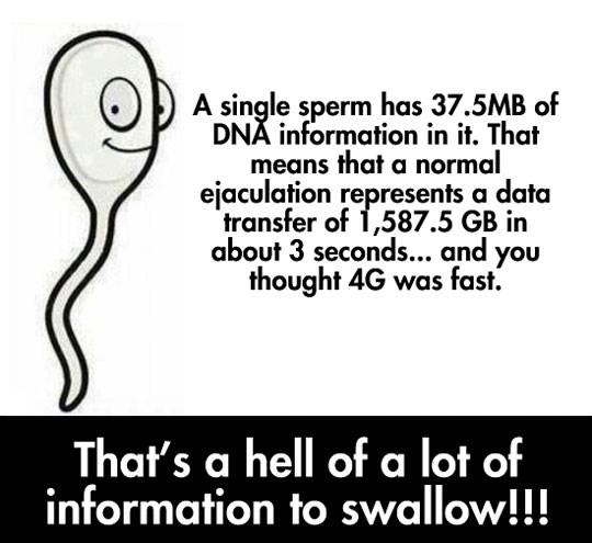 Koliko megabajta sadrži jedan spermić?