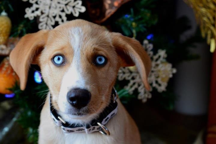 Bio dobar, dobiti poklon za Božić?