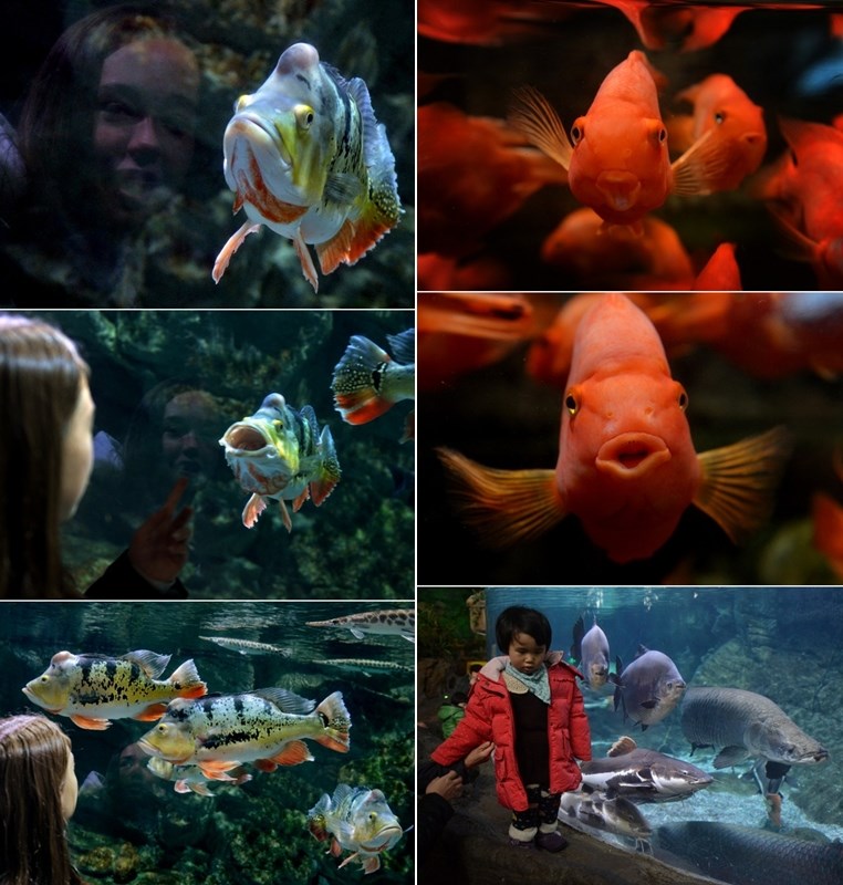 Ribice iz akvarija u Pekingu