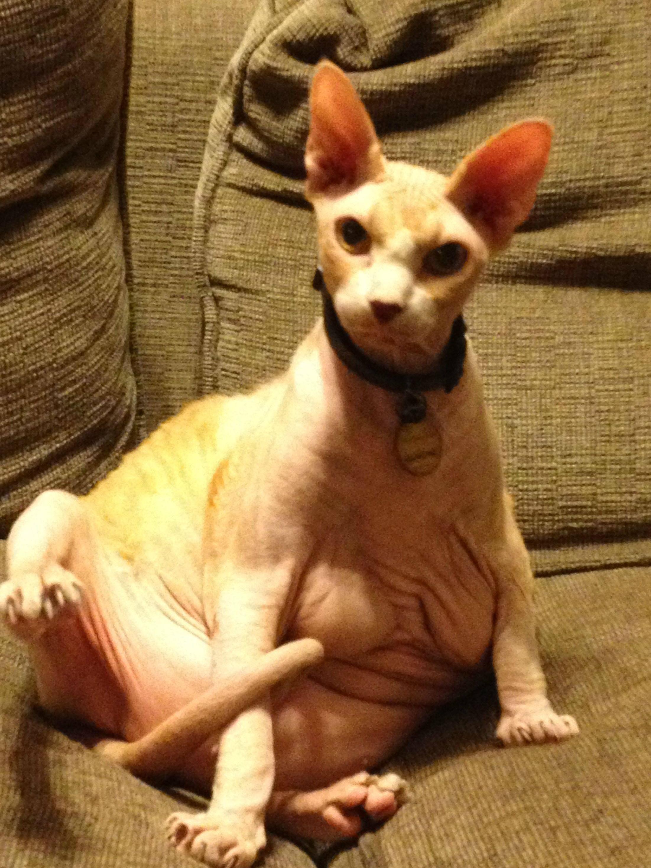 Najružnija mačka na svijetu?