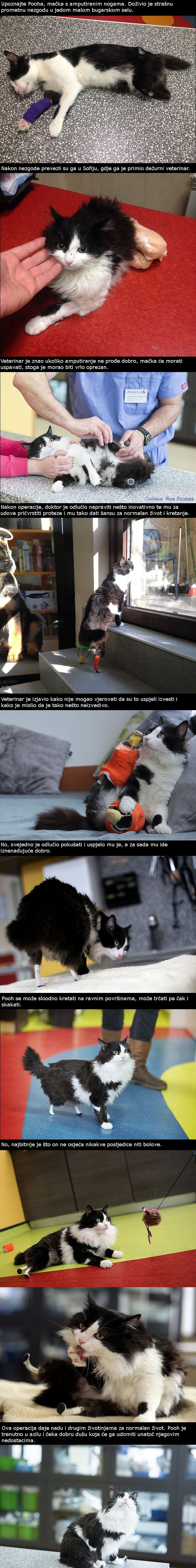 Ovaj je mačak ostao bez zadnjih udova, no uz pomoć jednog veterinara ponovno se kreće