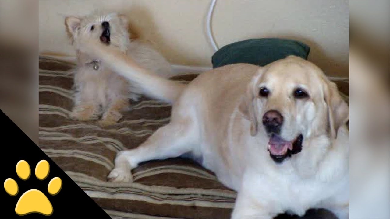 VIDEO: Opaka borba psa i repa. Siroče malo izvuklo deblji kraj