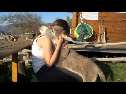 Neodoljivi magarčić djevojku obasuo pusicama i zagrljajima