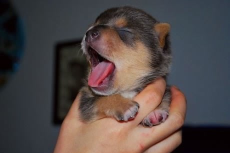 Podneva fjaka zahvatila i bebu psića