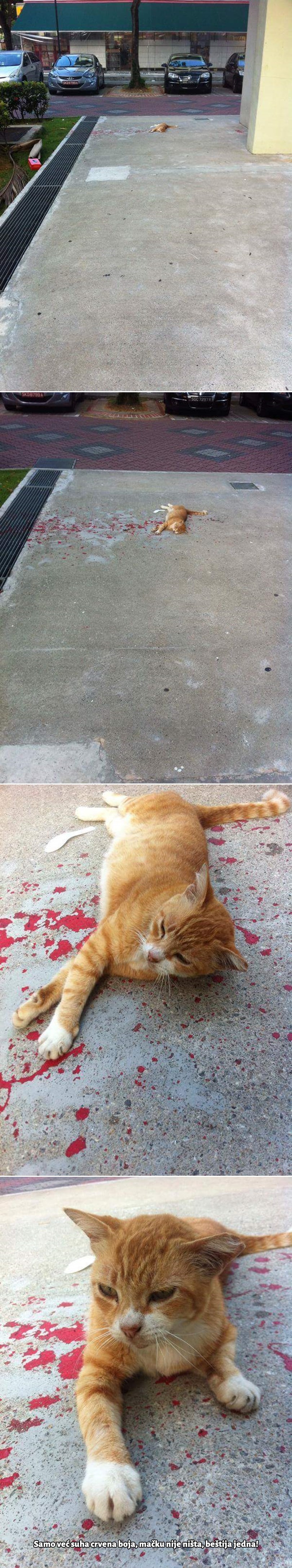 Galerija: Zašto se cijeli internet smije ovoj "krvavoj nesreći" jedne mačke!?