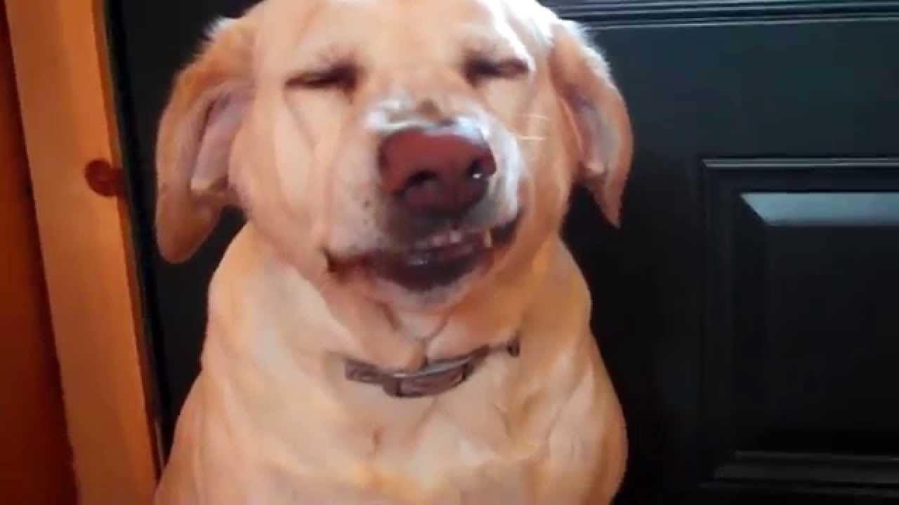 Ovako izgleda reakcija psa nakon što je uhvaćen na djelu