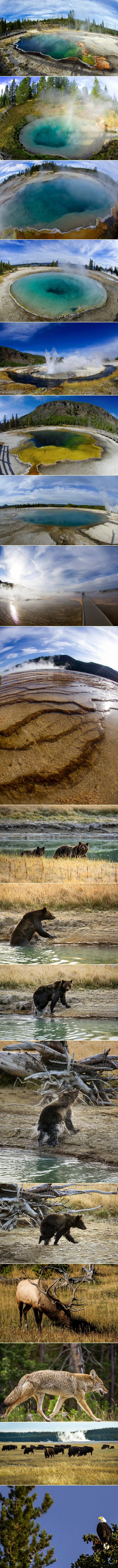 Reci WOW: Prirodne ljepote i životinjski svijet Yellowstonea