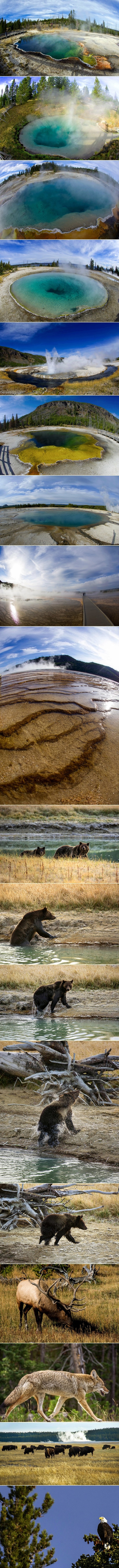 Reci WOW: Prirodne ljepote i životinjski svijet Yellowstonea