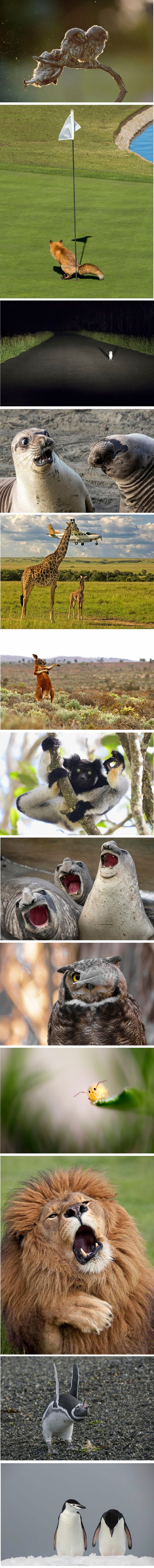 Ovo su najbolje fotke s natječaja za najsmješniju fotografiju životinjskog svijeta