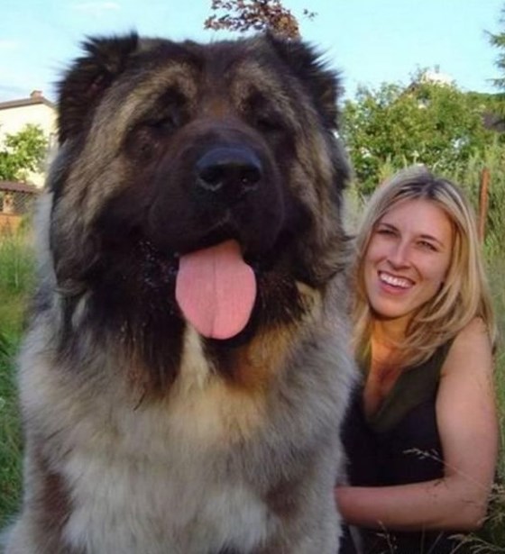 Pas i njegov kućni ljubimac