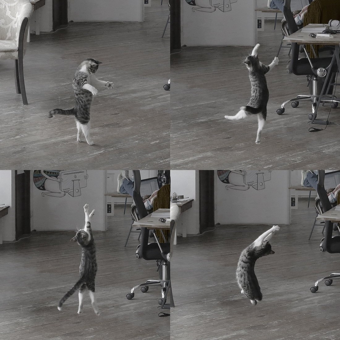 Maca baletanka uhvaćena skrivenom kamerom