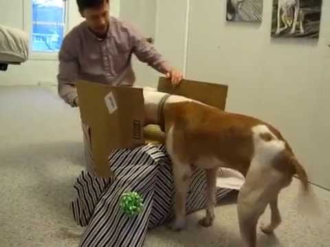 Video: Posljednji rođendan velikog borca - pit bull Wallace dobio fantastičan poklon!