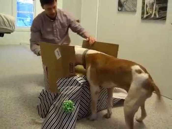 Video: Posljednji rođendan velikog borca - pit bull Wallace dobio fantastičan poklon!