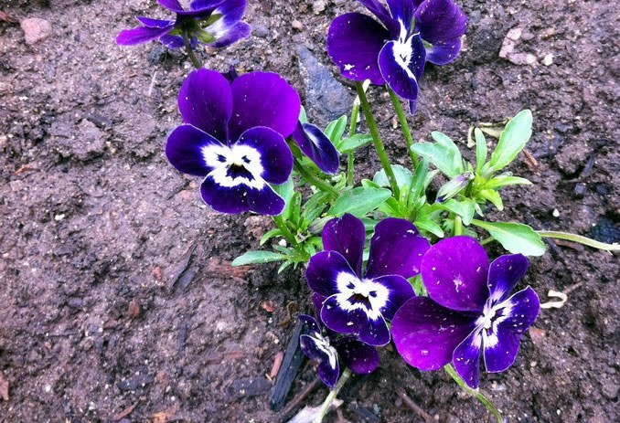 Žena uzgojila ljuto cvijeće