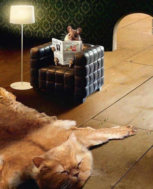 Prava priča o Tomu i Jerryju