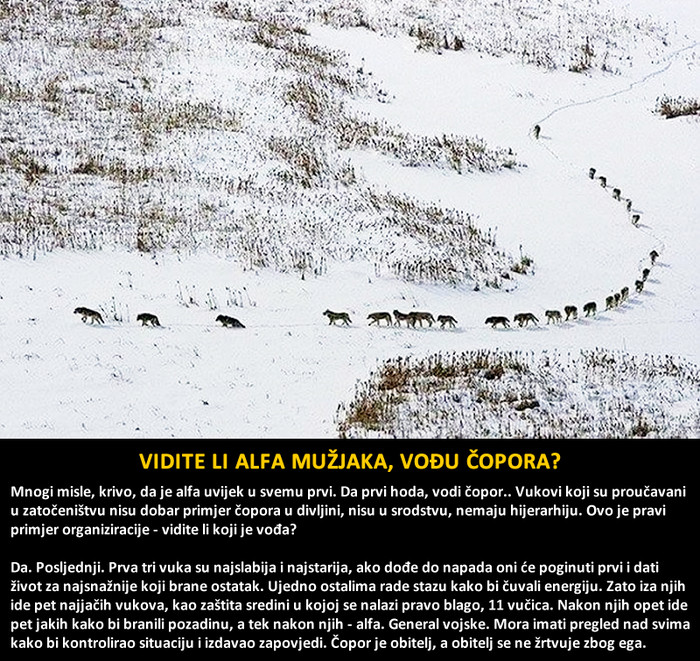 GDJE JE VOĐA ČOPORA? Ovo će vam otvoriti oči oko pokoravanja pasa
