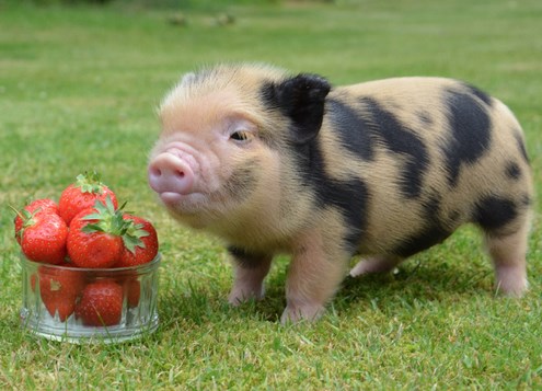 Gladno prase se pomamilo za jagodama